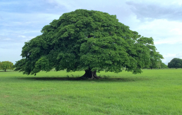 Por qué se celebra el Día del Árbol en Costa Rica